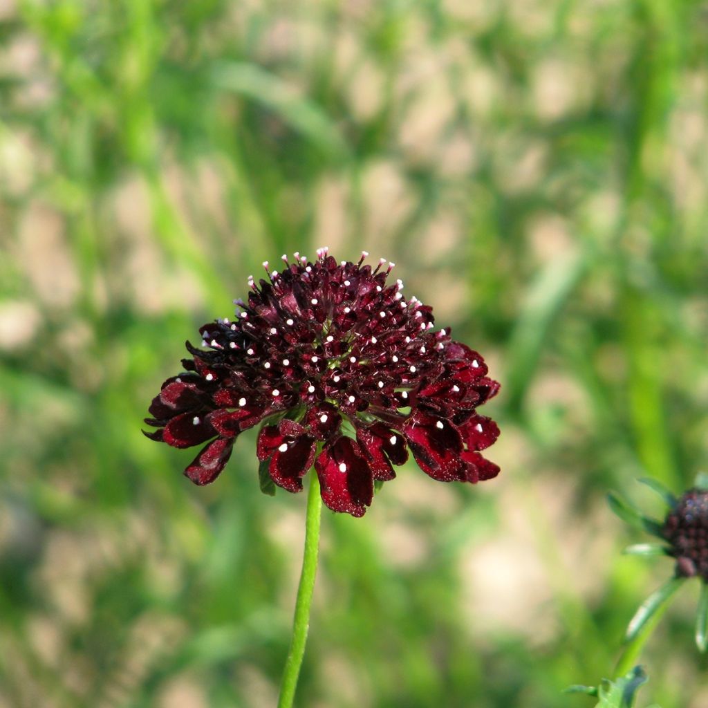 Graines de Scabieuse atropurpurea Ebony and Ivory