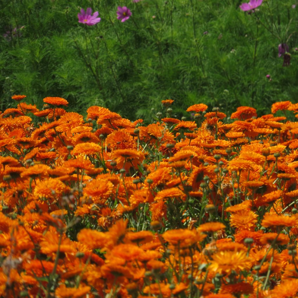 Calendula officinalis Corniche d'Or Seeds - Marigold