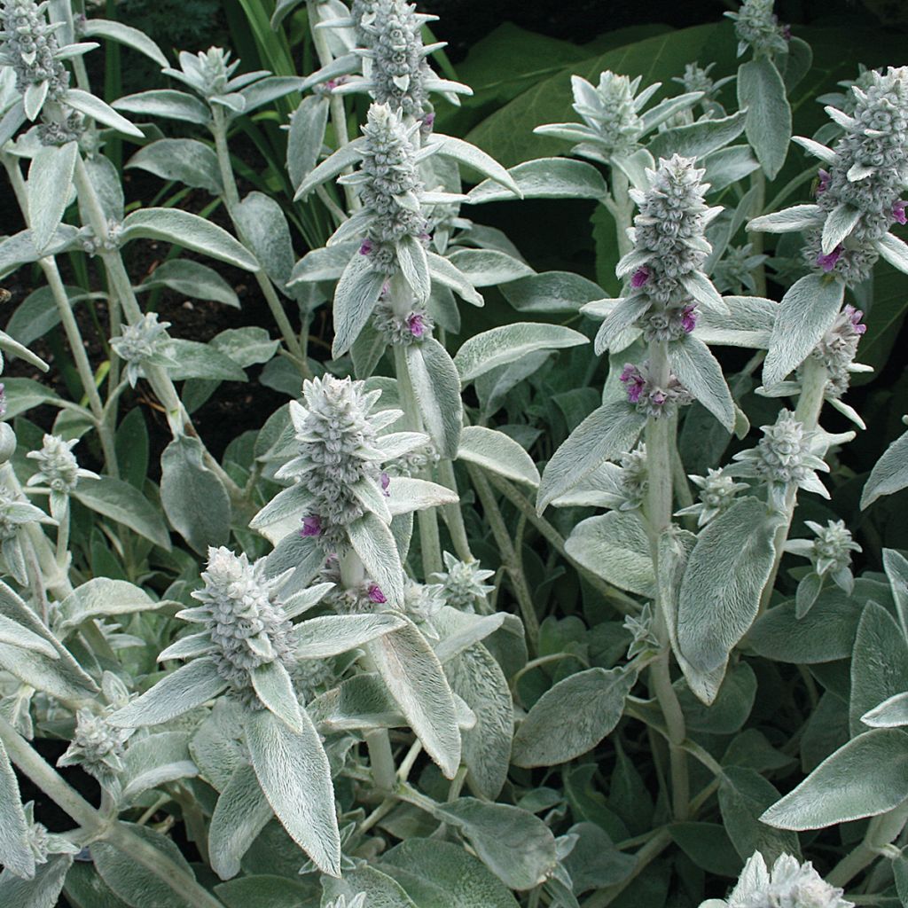 Stachys byzantina  - Oreille de Lapin, Oreille d'ours, Oreille d'agneau, Epiaire laineuse, Epiaire byzantine