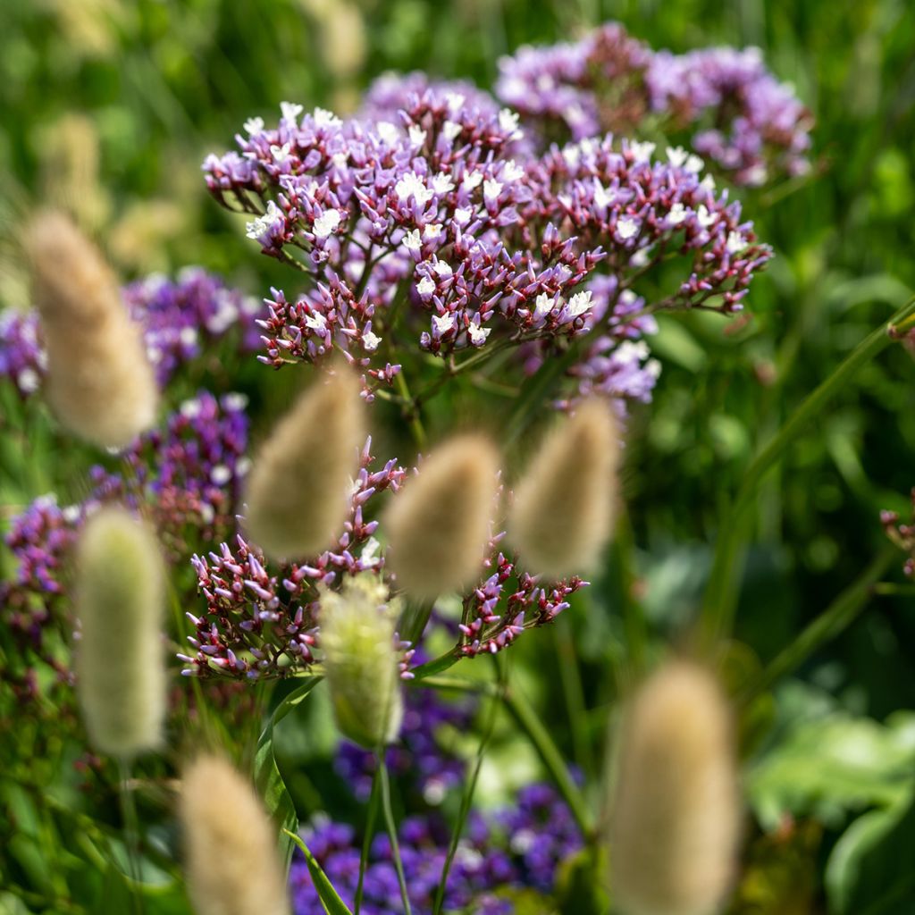 Limonium perezii Indie seeds - Perez's Sea Lavender