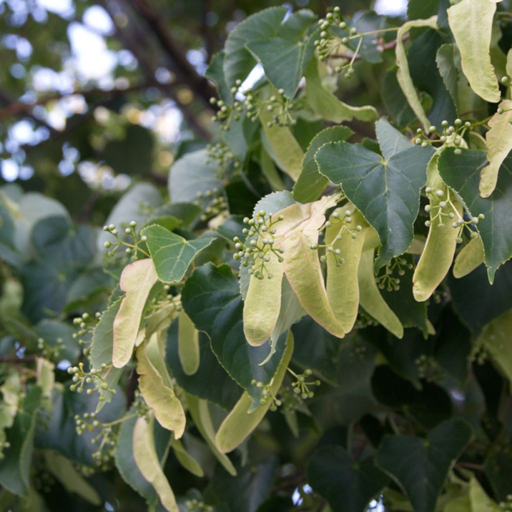 Tilia cordata seeds - Small-leaved lime