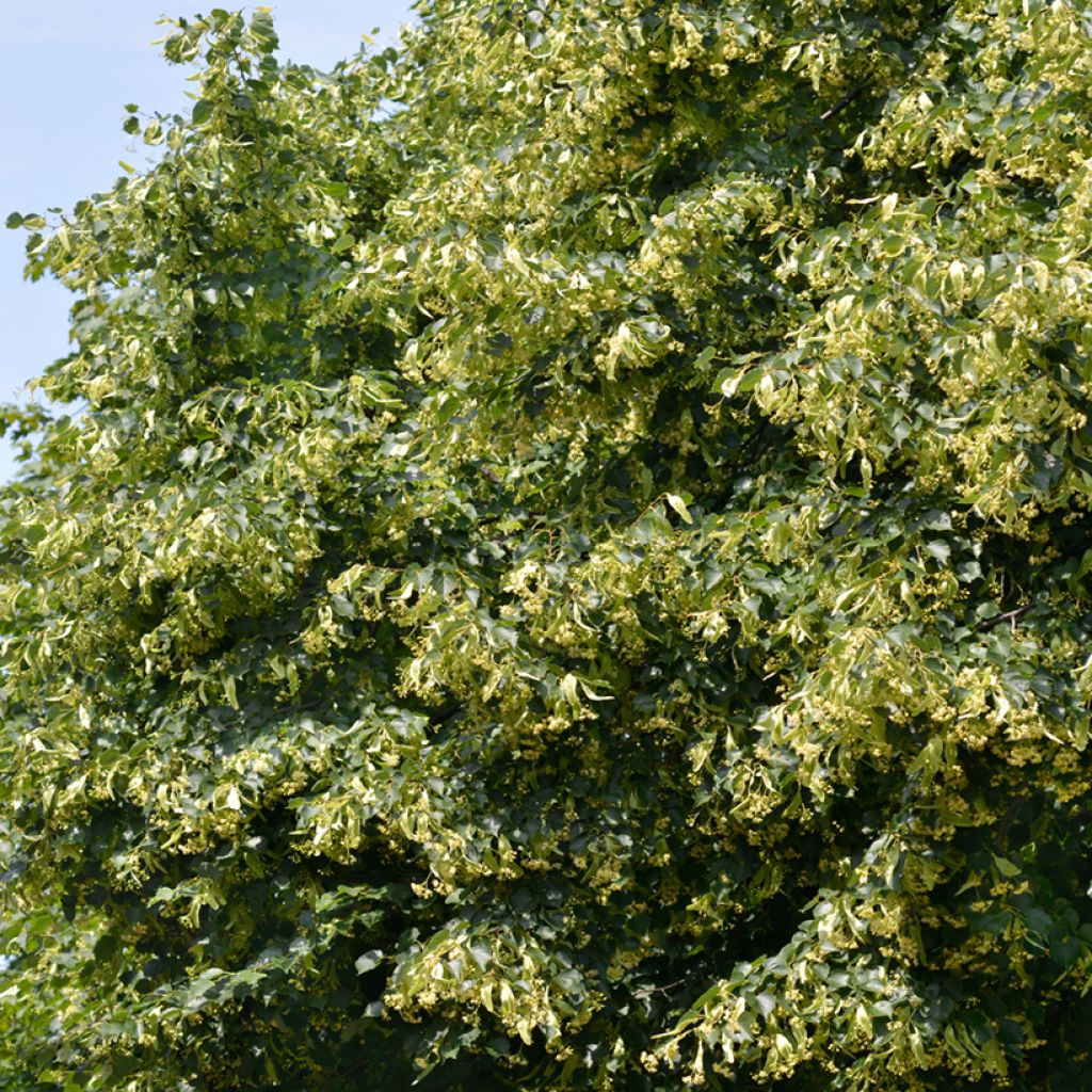 Tilia cordata seeds - Small-leaved lime