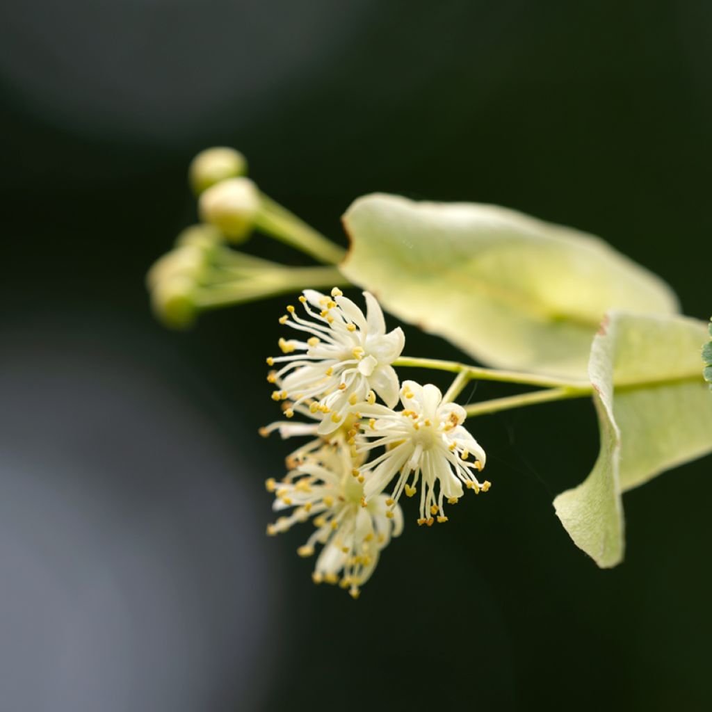 Tilia cordata seeds - Small-leaved lime