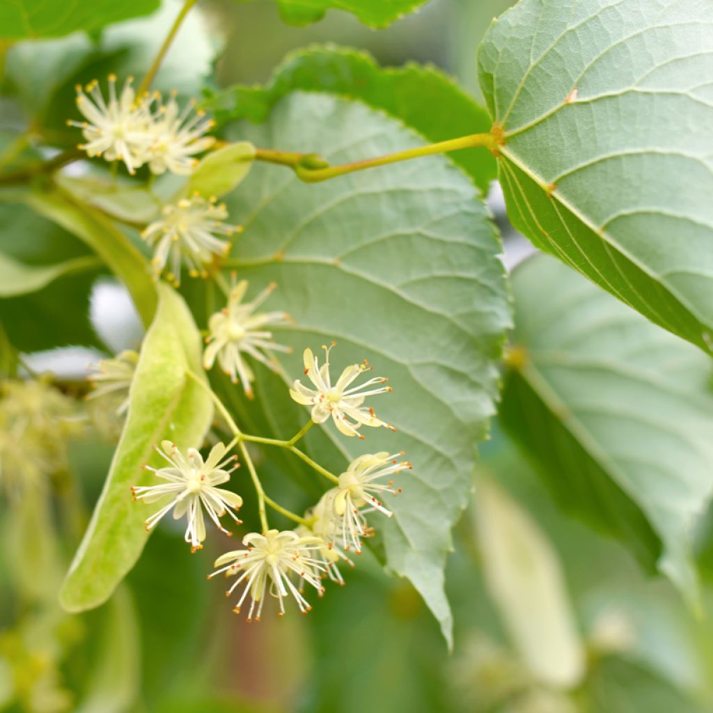 Tilia cordata seeds - Small-leaved lime