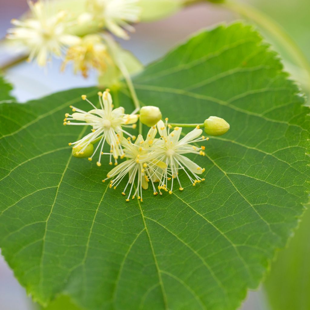 Tilia cordata seeds - Small-leaved lime