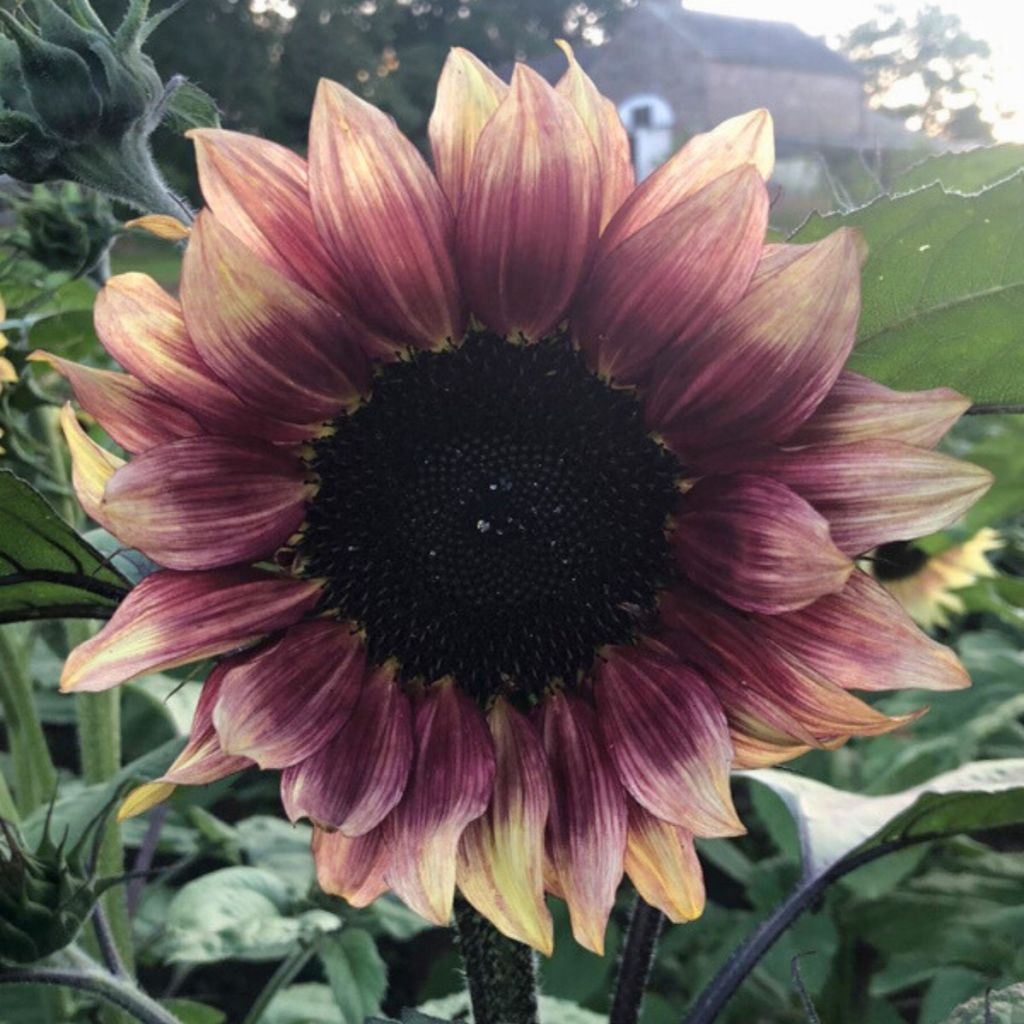 Helianthus annuus 'Pro-Cut Plum' - Hélianthe, Soleil, Soleil des jardins, Graines à perroquet, Héliotrope, Maurelle, Sunflower