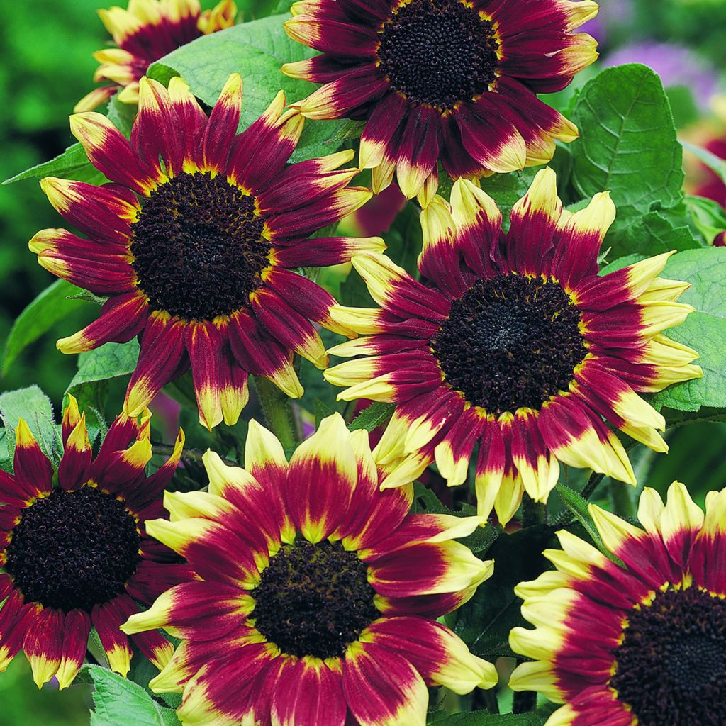 Sunflower Florenza seeds - Helianthus annuus