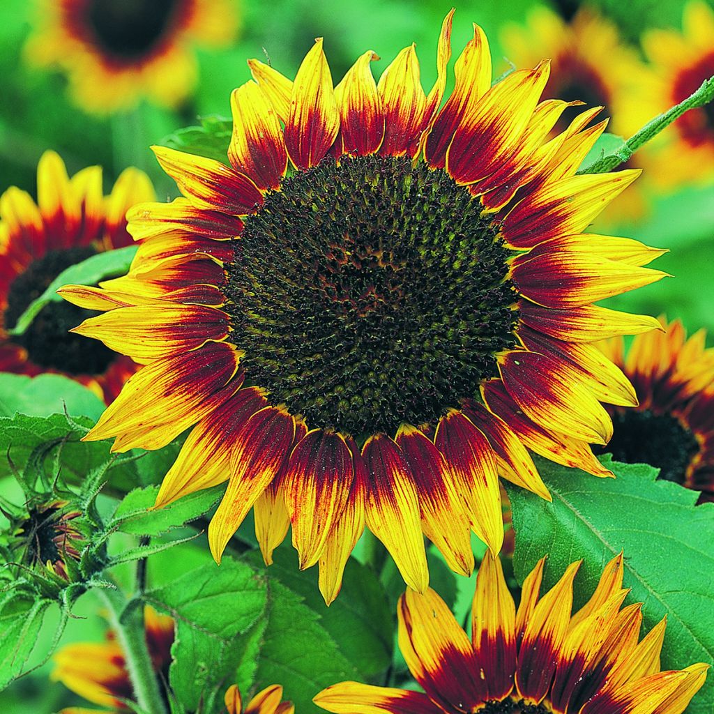 Helianthus annuus Floristan - Grand soleil, soleil des jardins, soleil commun, graine à perroquet, hélianthe.