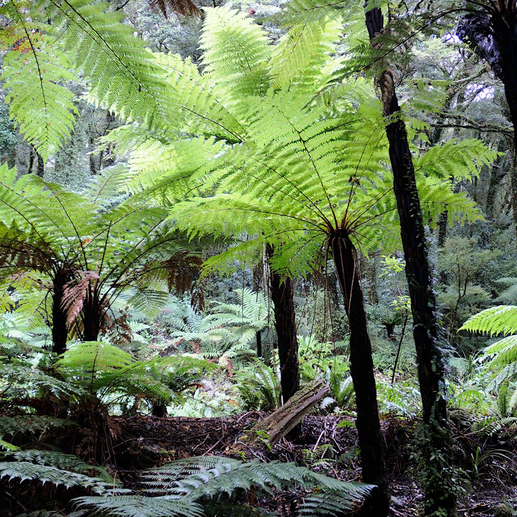 Tree Fern House & Garden Mixed glaucum
