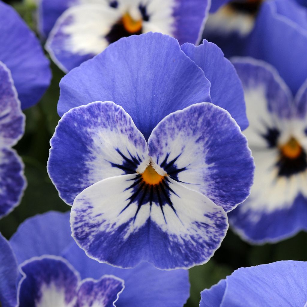 Viola Sorbet XP Delft blue seeds - Viola cornuta