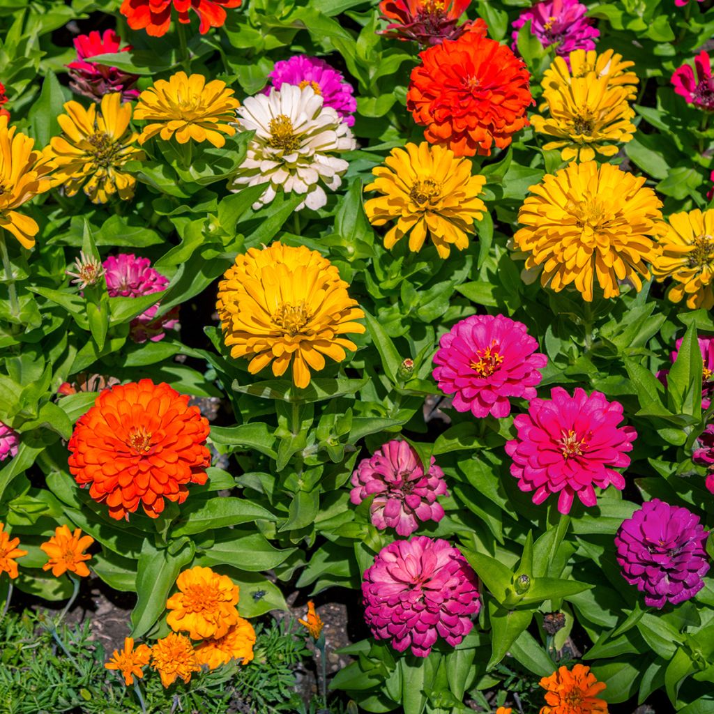 Graines de Zinnia du Maryland Zahara F1 Double Mix