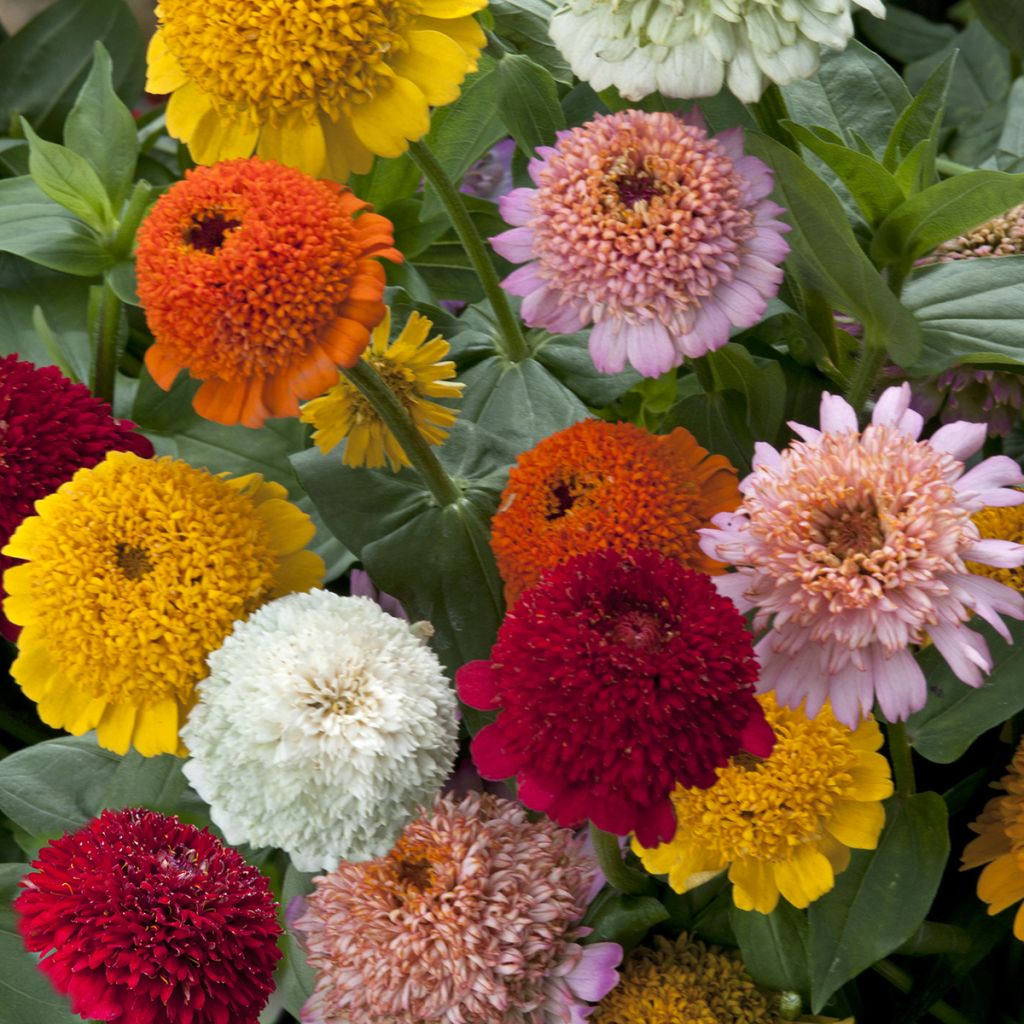 Zinnia elegans Cresto Citrus Mixture seeds