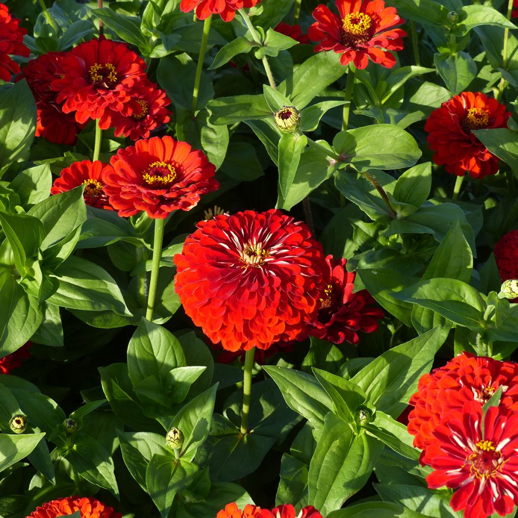 Zinnia Scarlet Flame seeds