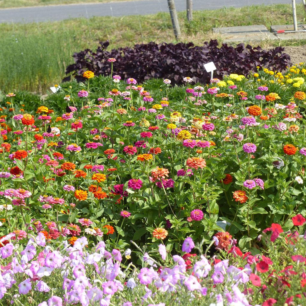 Zinnia elegans Pepito Extra Mix seeds - Dwarf zinnia