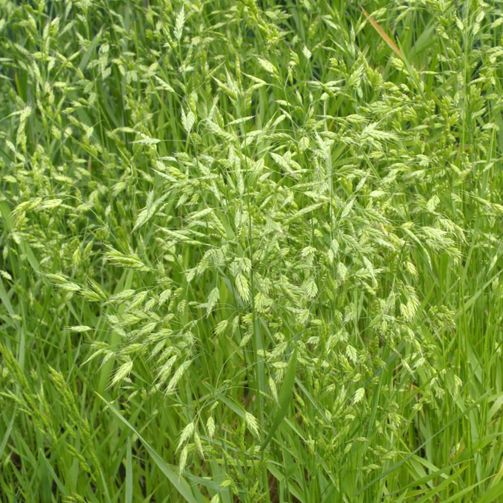 Bromus secalinus seeds - Rye brome