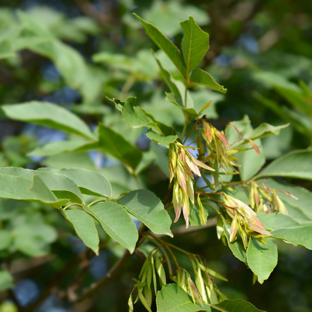 Fraxinus ornus seeds - Manna ash