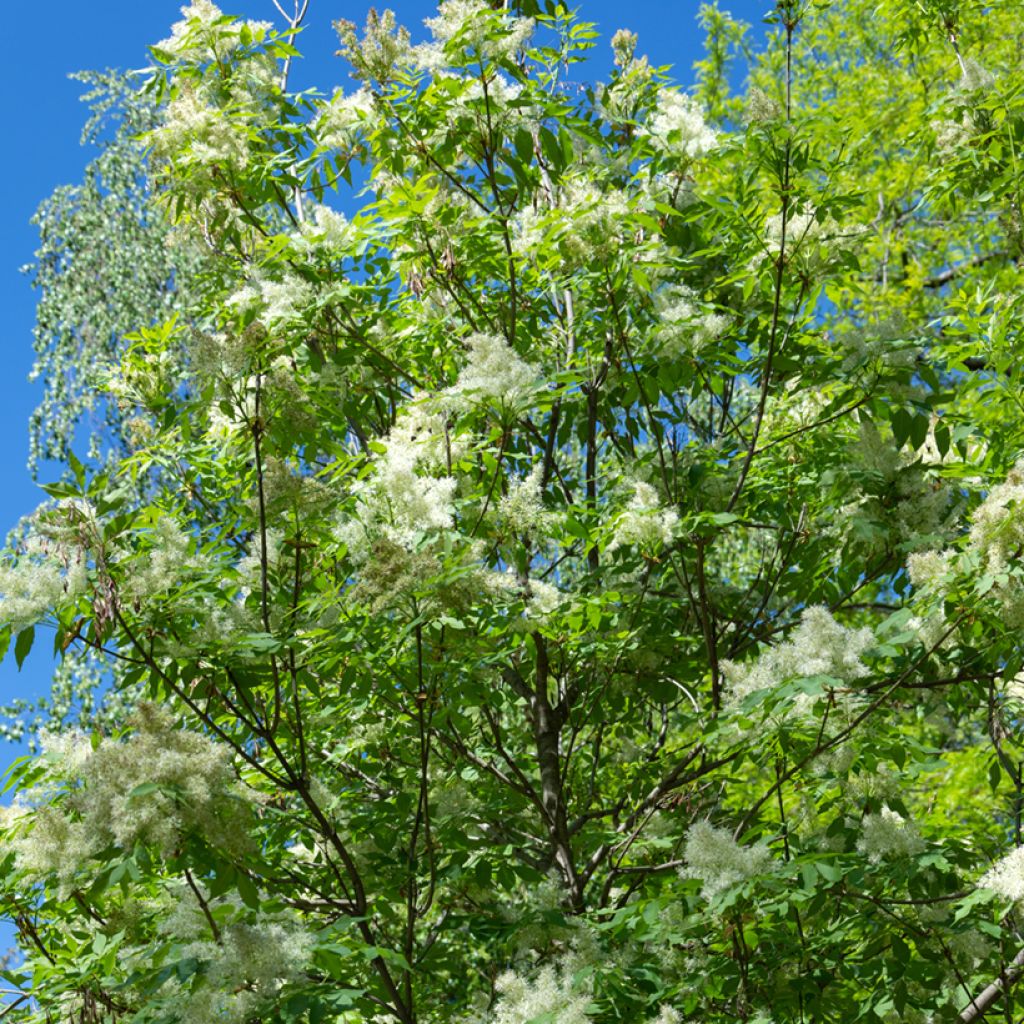 Fraxinus ornus seeds - Manna ash