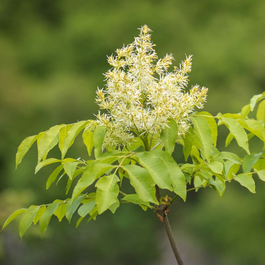 Fraxinus ornus seeds - Manna ash