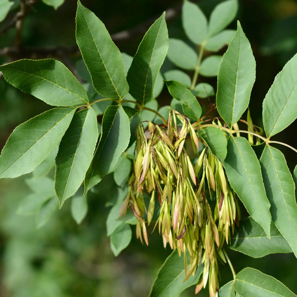 Fraxinus ornus seeds - Manna ash