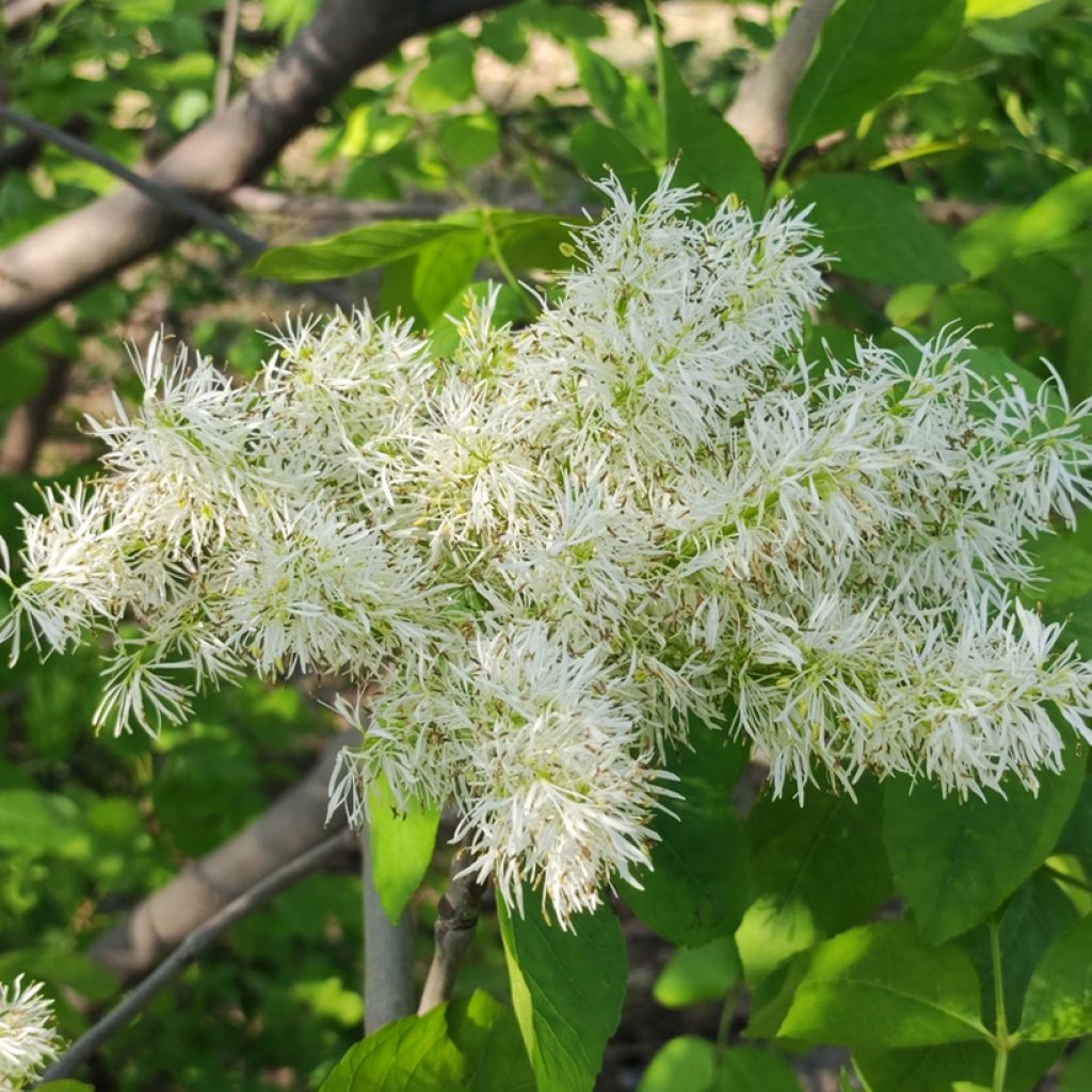 Fraxinus ornus seeds - Manna ash