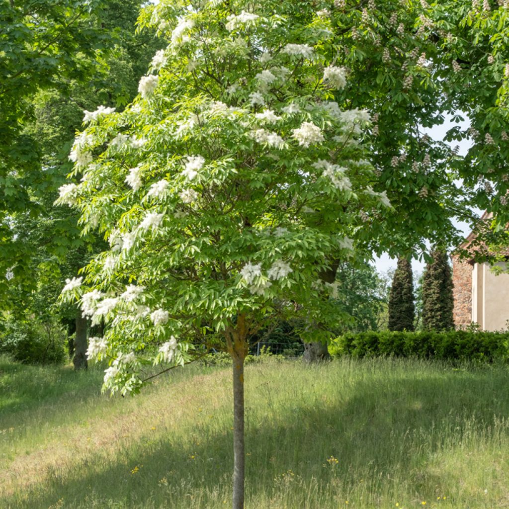 Fraxinus ornus seeds - Manna ash