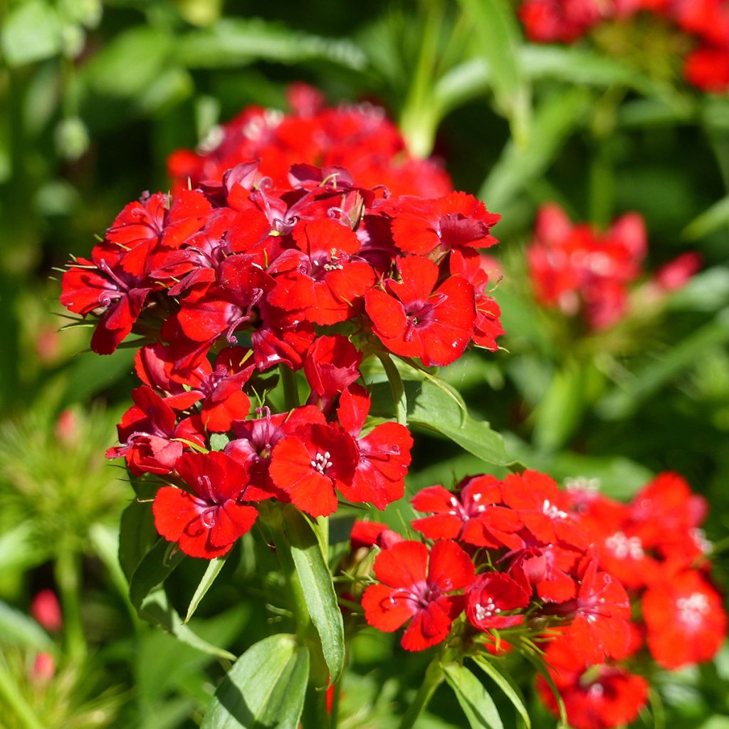 Sweet William Etournelle Scarlet seeds - Dianthus barbatus
