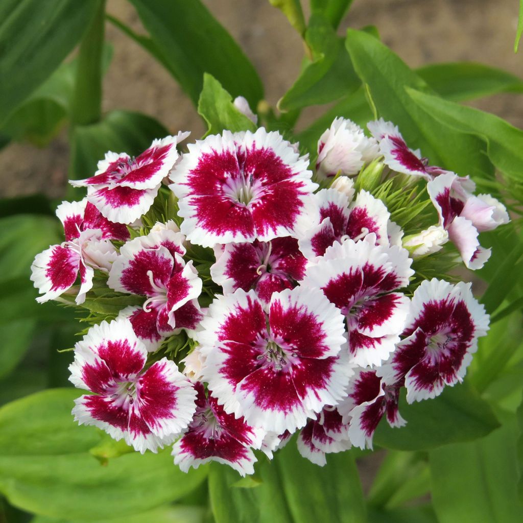 Sweet William Etournelle White with Eye seeds - Dianthus barbatus
