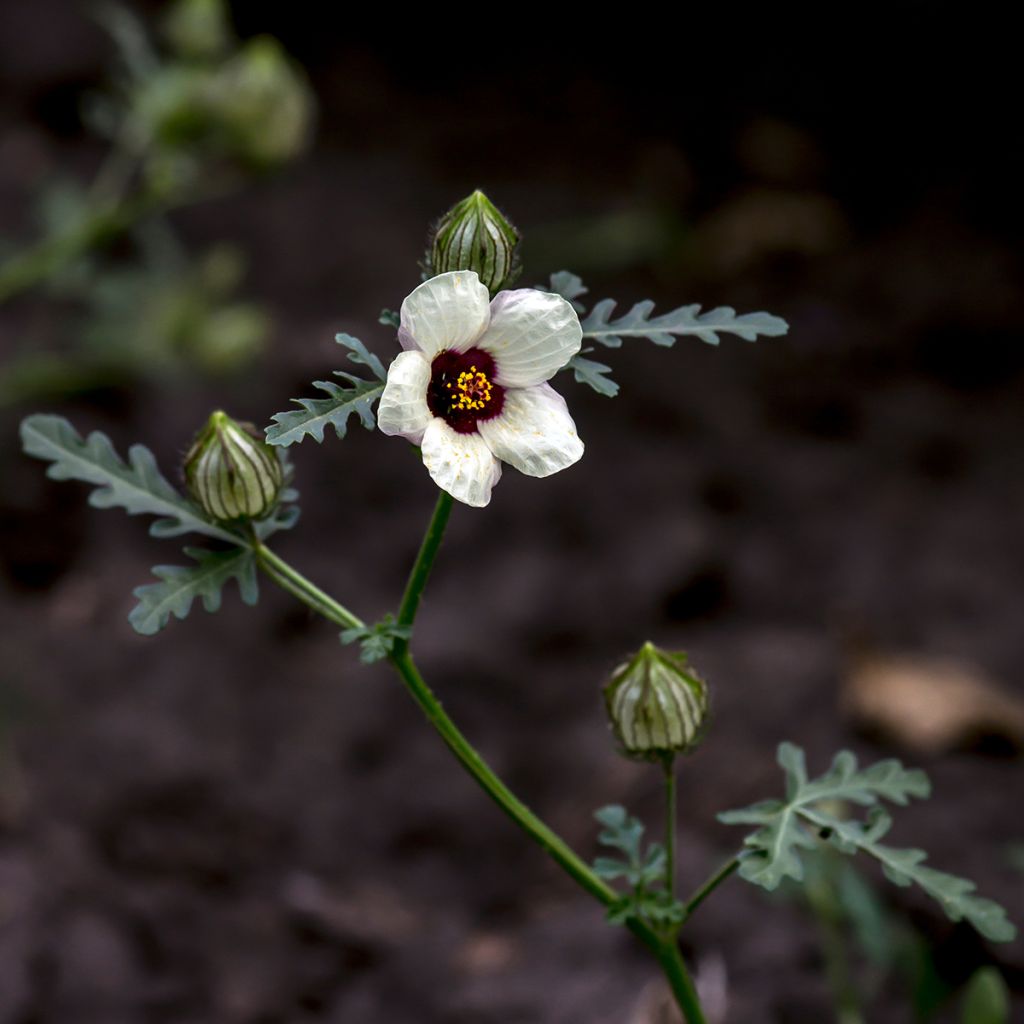 Hibiscus trionum seeds - Flower-of-an-hour