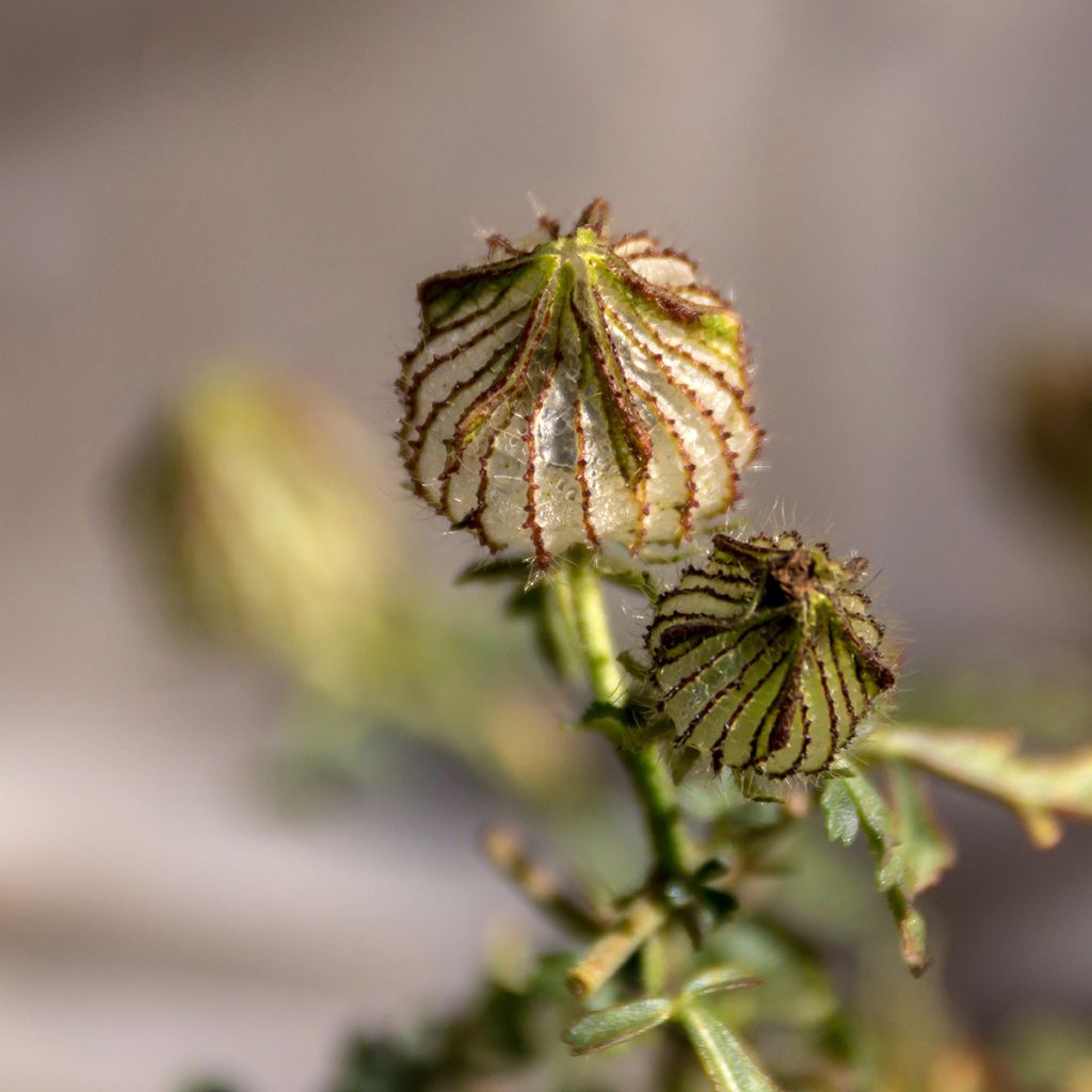 Hibiscus trionum seeds - Flower-of-an-hour