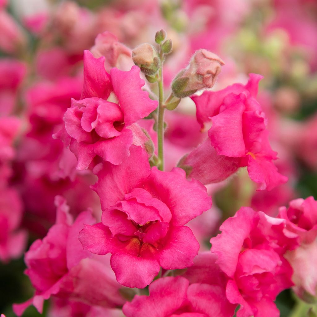 Antirrhinum majus Sweet Duet Rose Shades - Muflier des Jardins, Muflier à grandes fleurs, Gueule de loup
