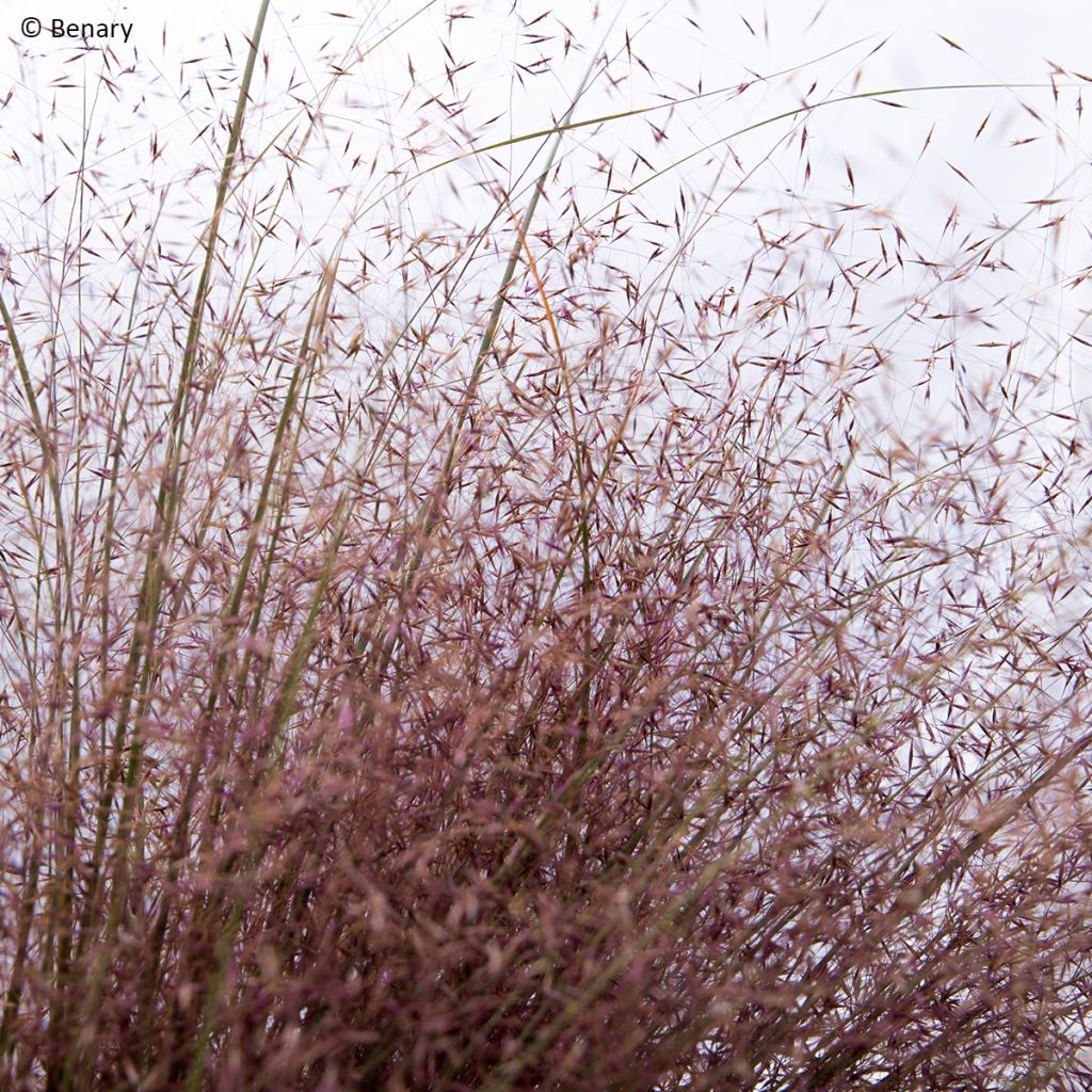 Muhlenbergia reverchonii Rosy - Pink muhly grass
