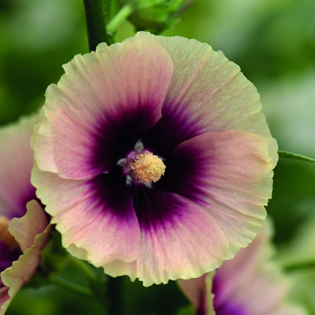 Alcea rosea Halo Apricot Seeds- Hollyhock