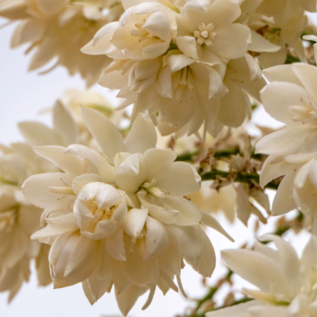 Yucca rostrata seeds - Beaked Yucca