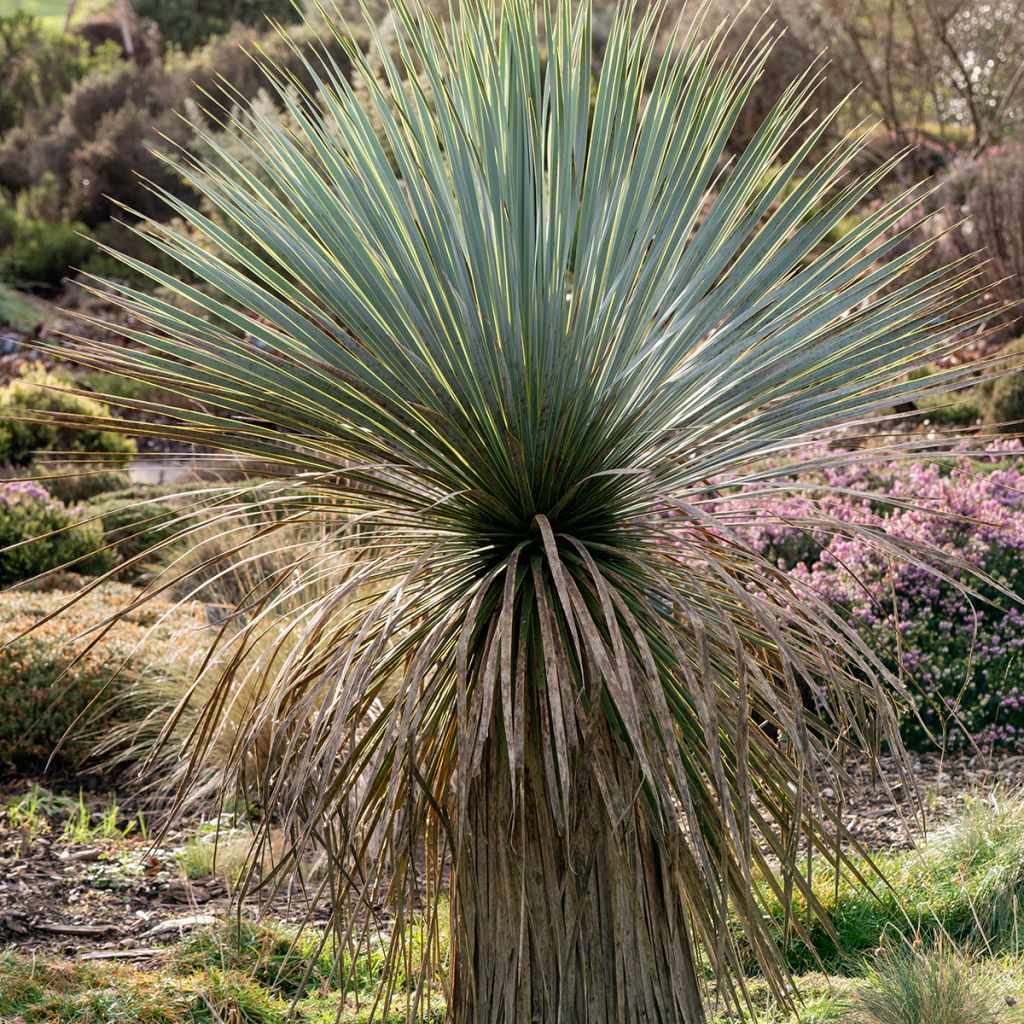 Yucca rostrata seeds - Beaked Yucca