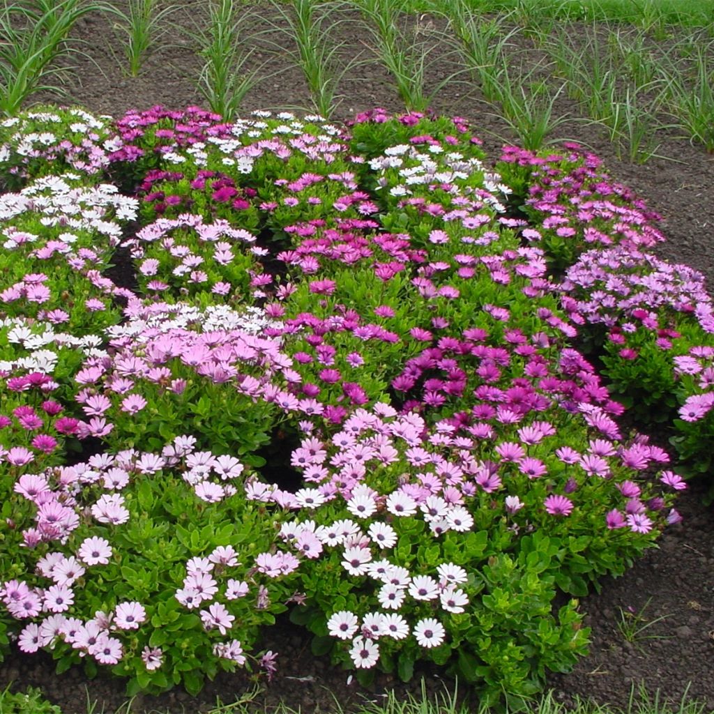 Osteospermum Passion Mixed - Cape Daisy