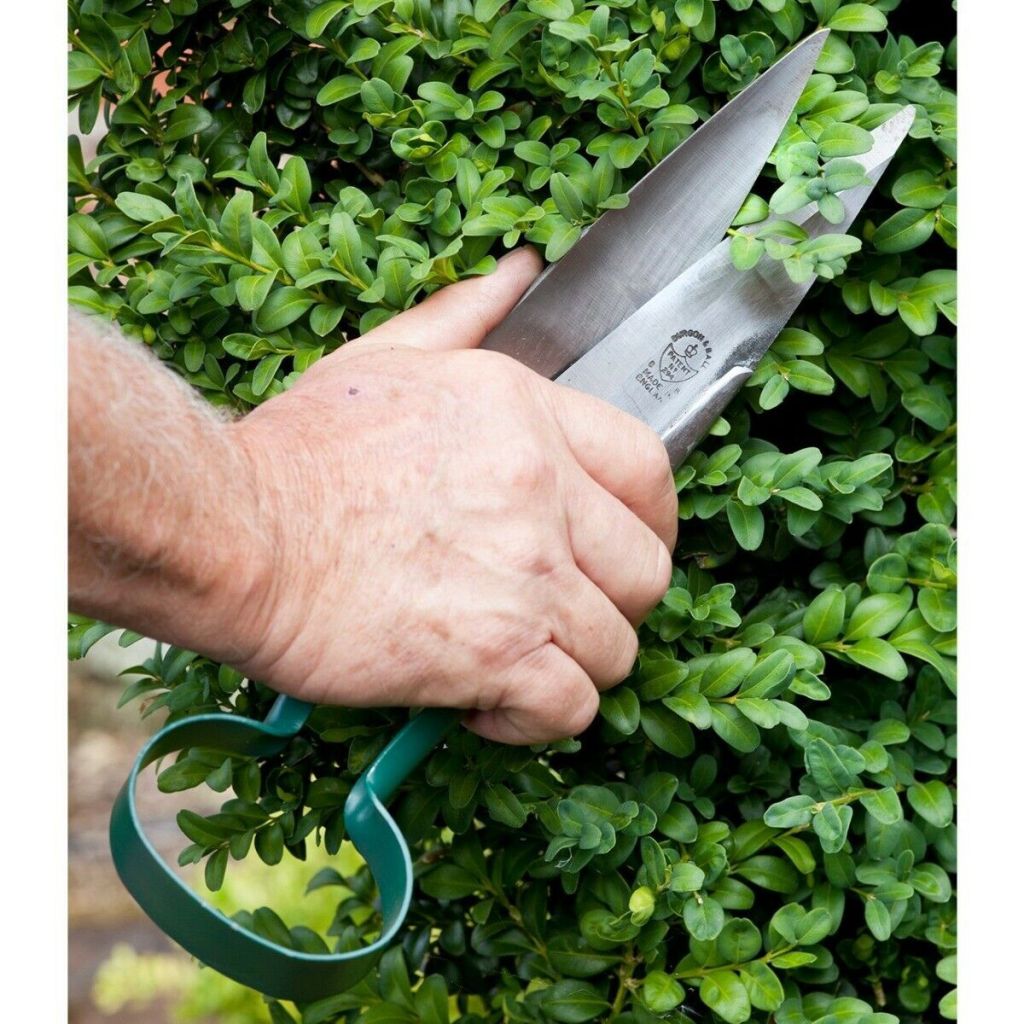 Large Burgon & Ball boxwood shears - RHS Range
