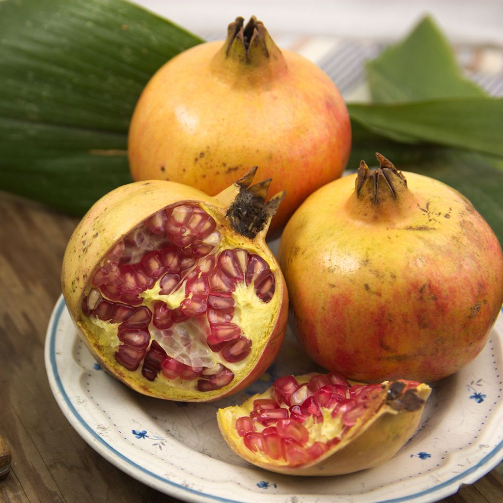 Punica granatum Mollar de Elche - Pomegranate