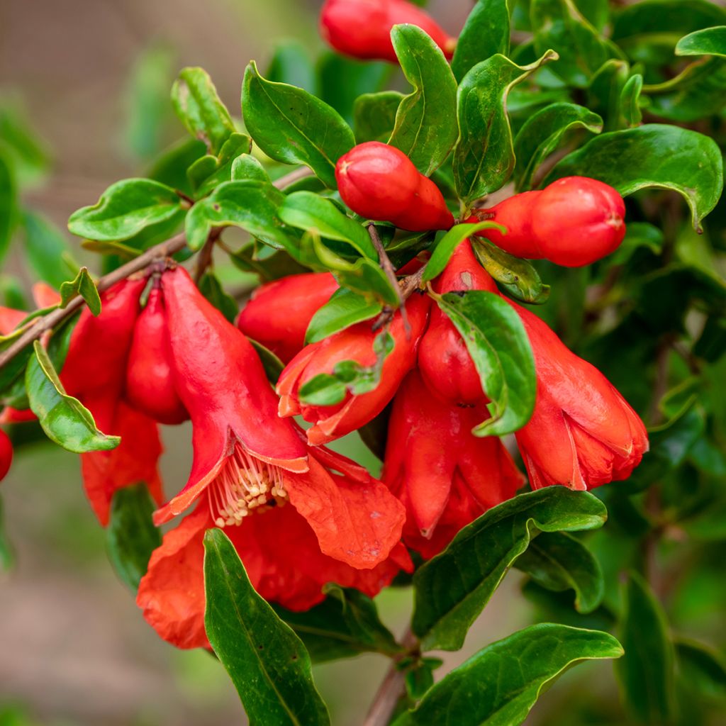Punica granatum - Pomegranate