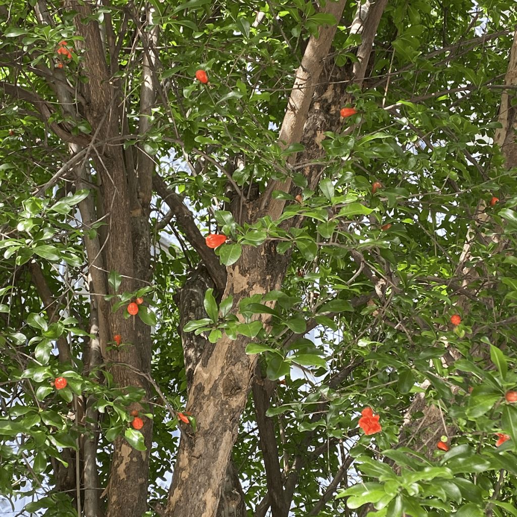 Punica granatum - Pomegranate