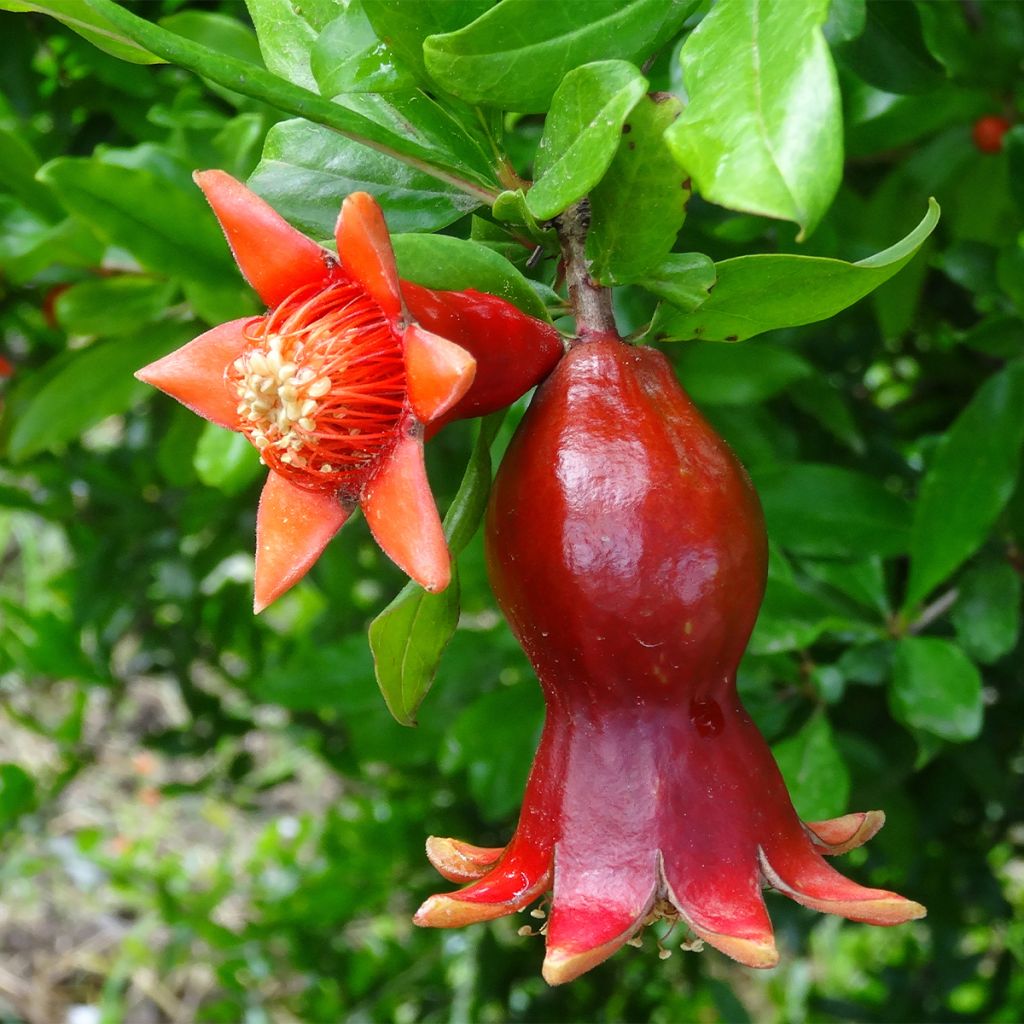 Punica granatum - Pomegranate