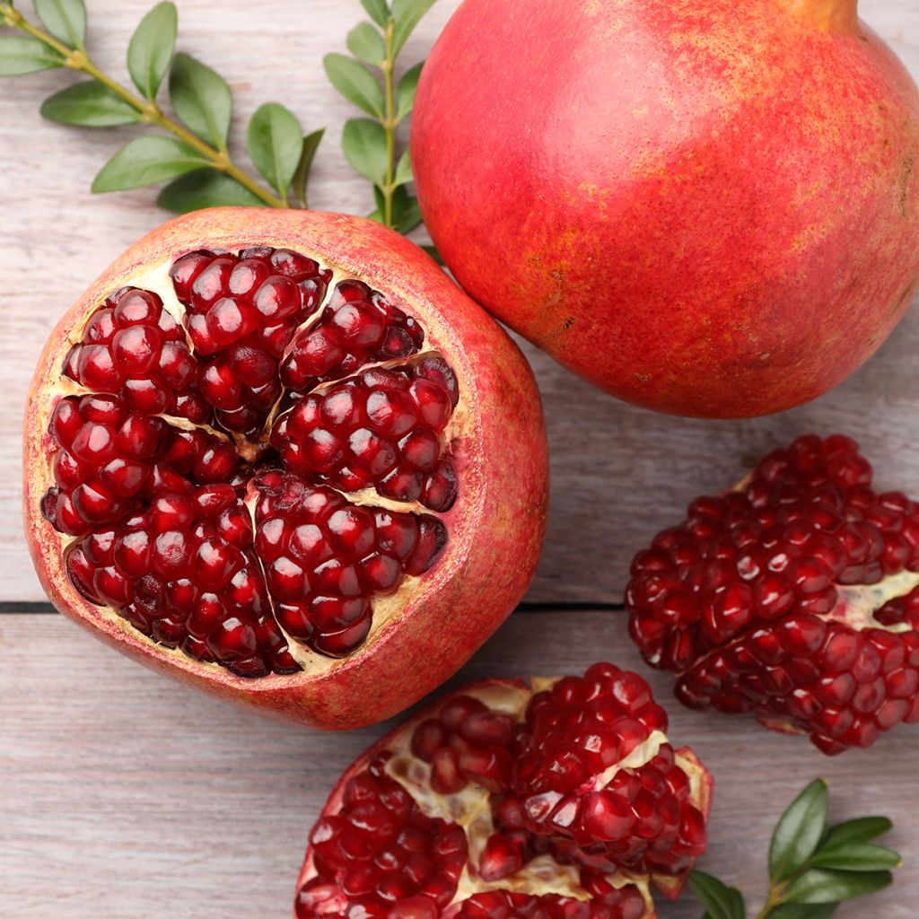 Punica granatum - Pomegranate