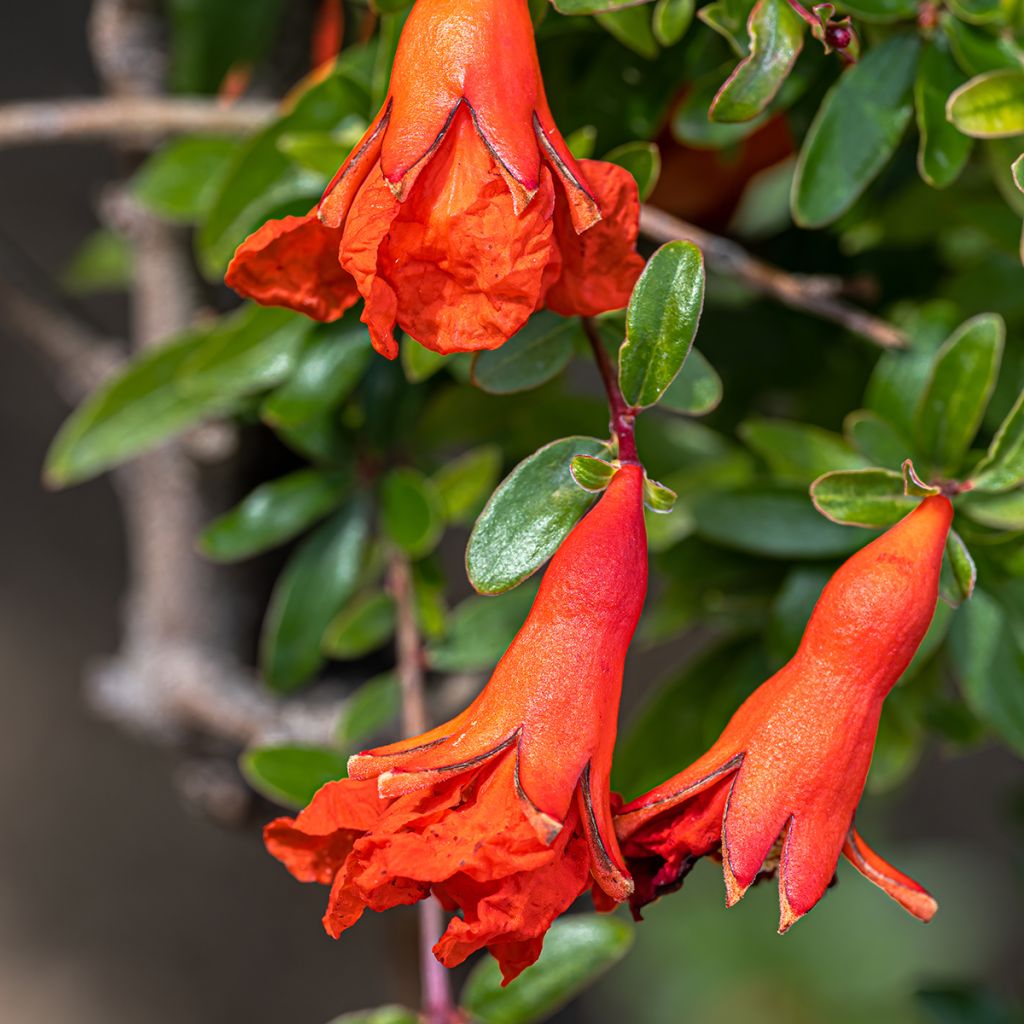 Punica granatum Chico - Pomegranate