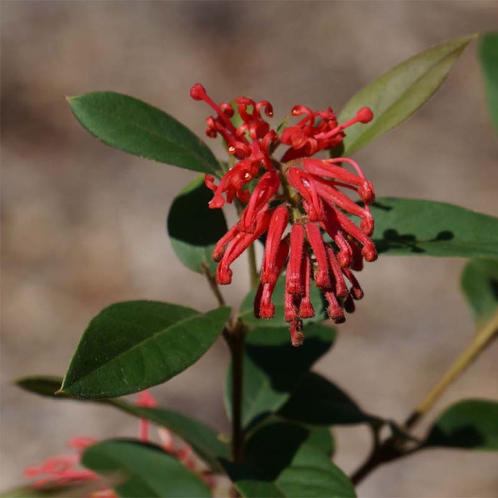 Grevillea rhyolitica