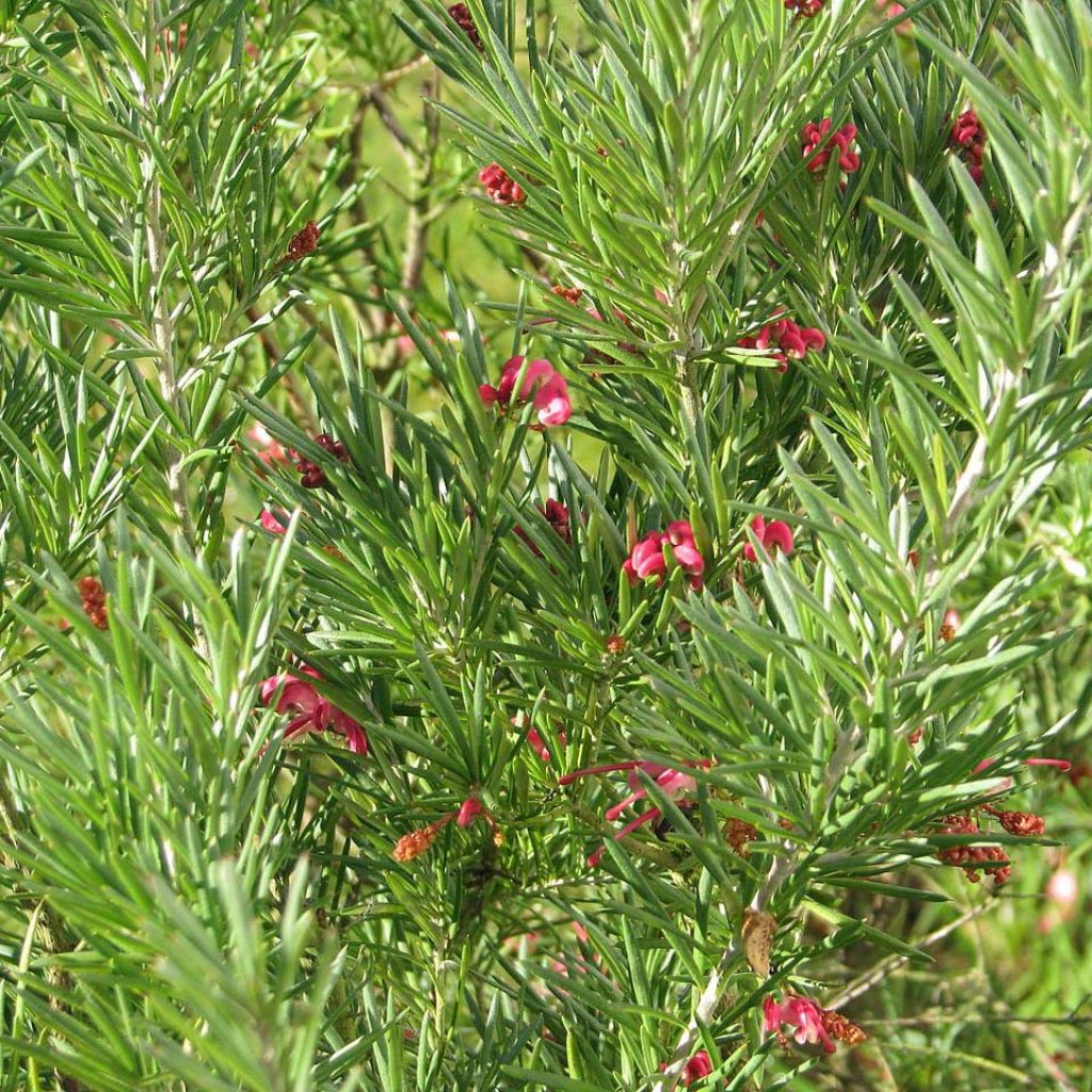 Grevillea rosmarinifolia
