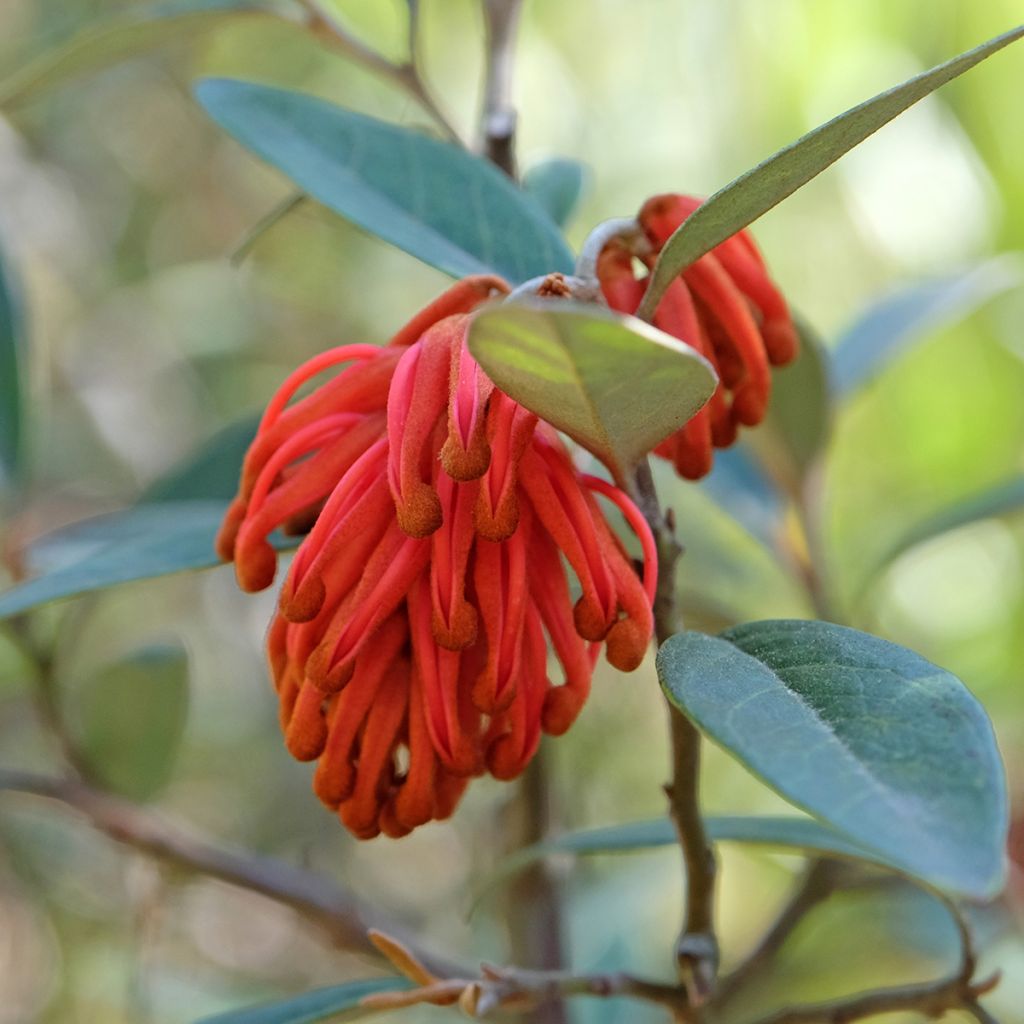 Grevillea victoriae 