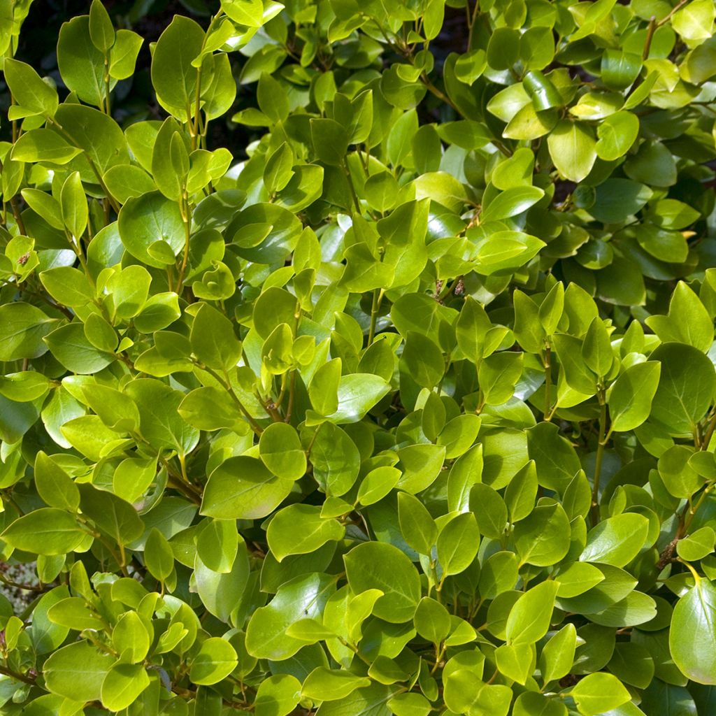 New Zealand broadleaf - Griselinia littoralis