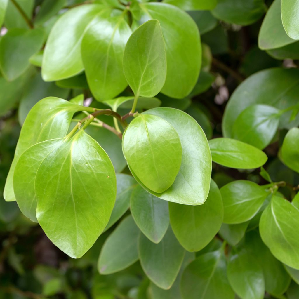 New Zealand broadleaf - Griselinia littoralis