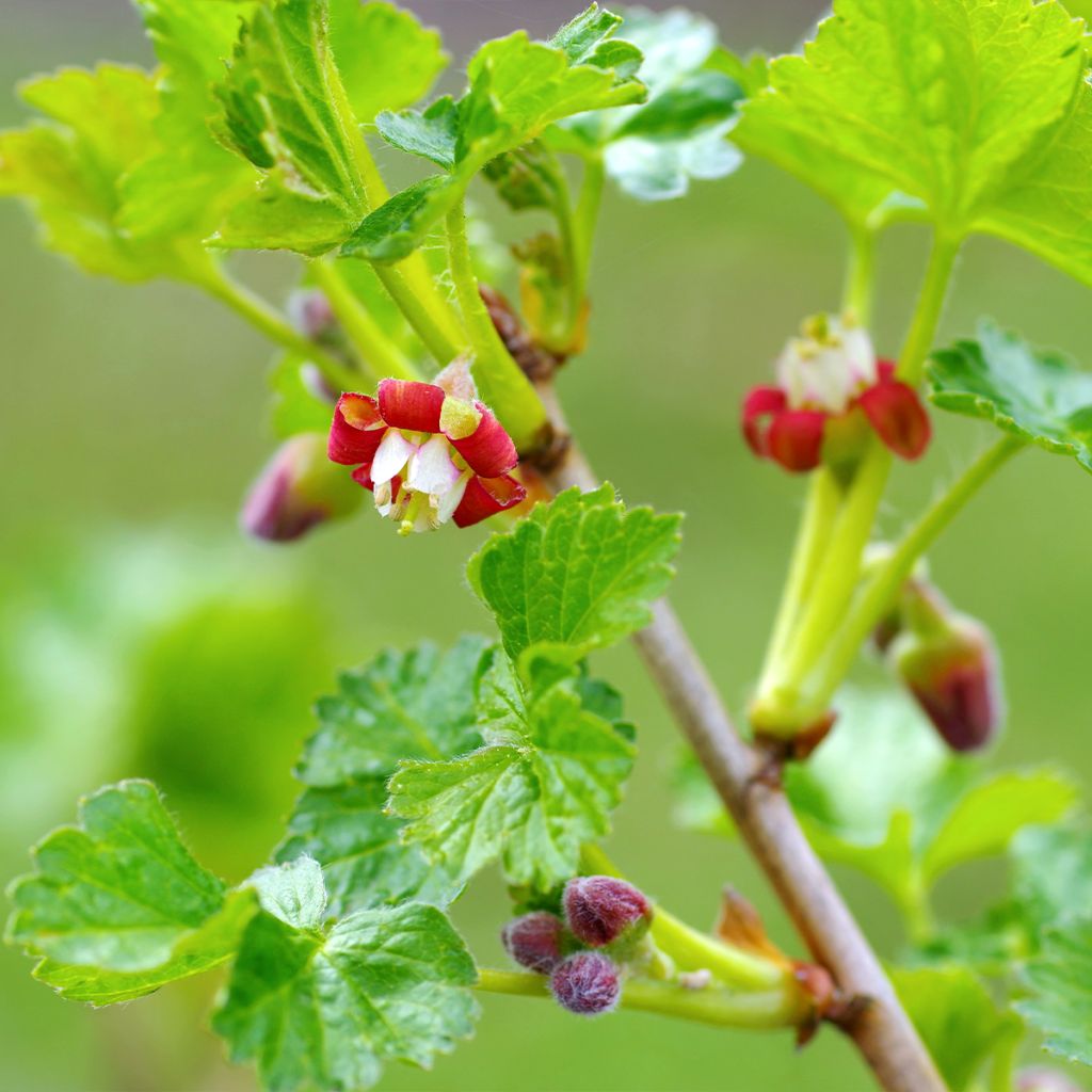 Ribes nidigrolaria Jostaberry