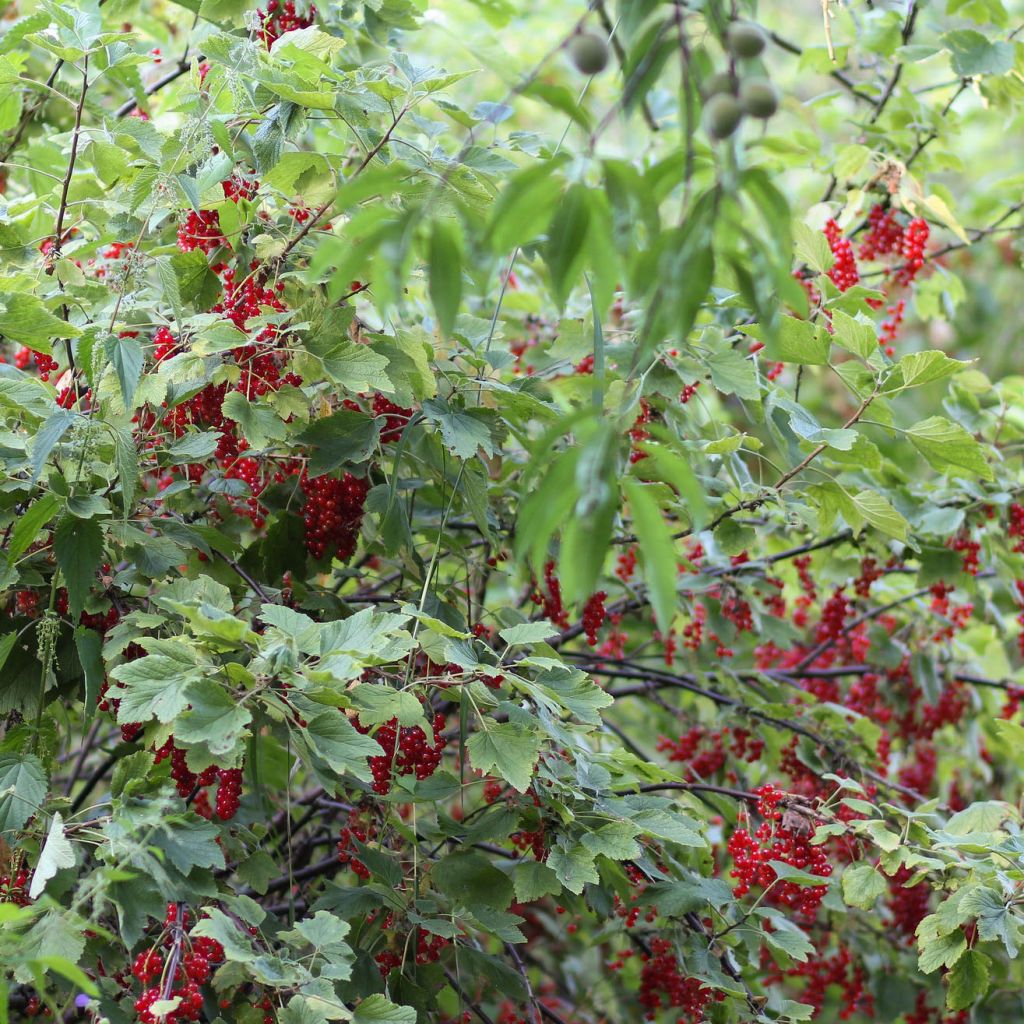 Ribes rubrum London Market - Redcurrant