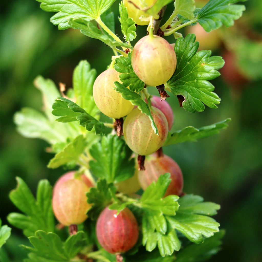 Gooseberry Pixwell - Ribes uva-crispa